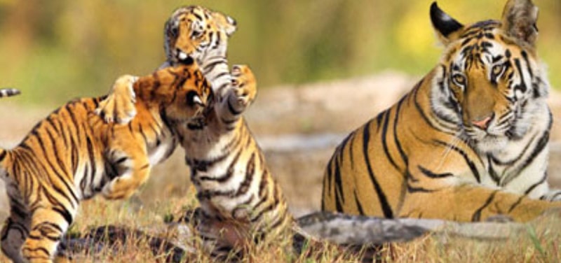 Uttarakhand Wildlife Tour Packages | call 9899567825 Avail 50% Off